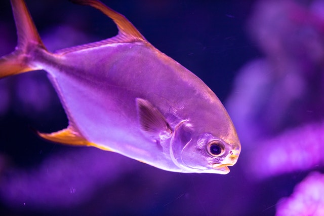 Are Fish Tank Lights UV? | 2022 Guide