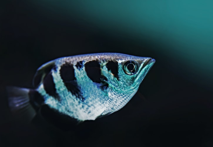 Coolest Freshwater Aquarium Fish | 2022 Guide