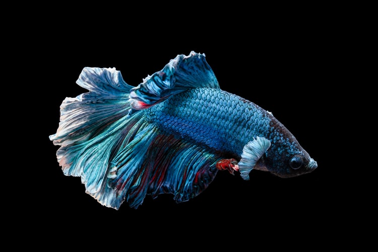 Types of Betta Fish | 2022 Guide