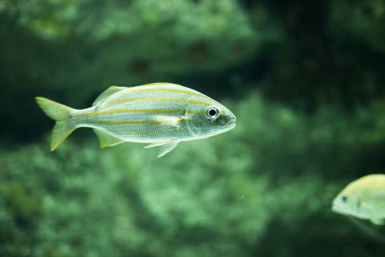 Types of Nano Fish | 2022 Guide