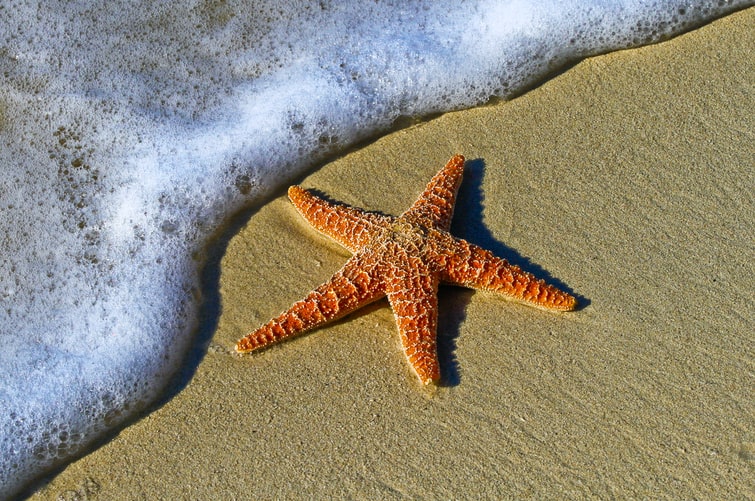 What Do Starfish Eat? | 2022 Guide