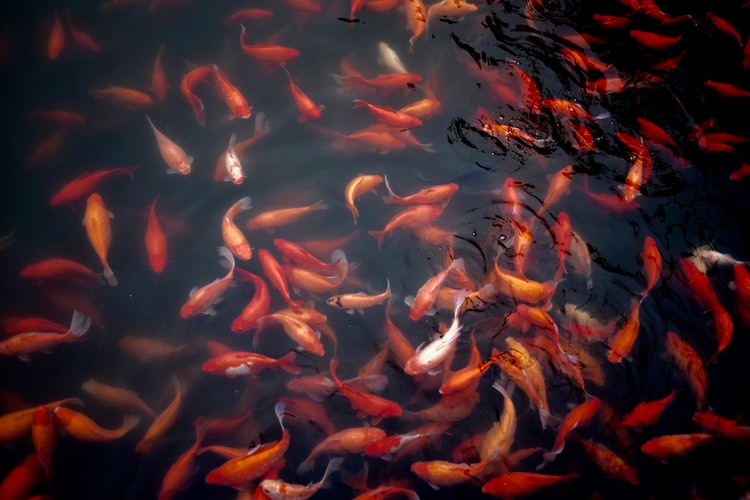 Types of Goldfish | 2022 Guide