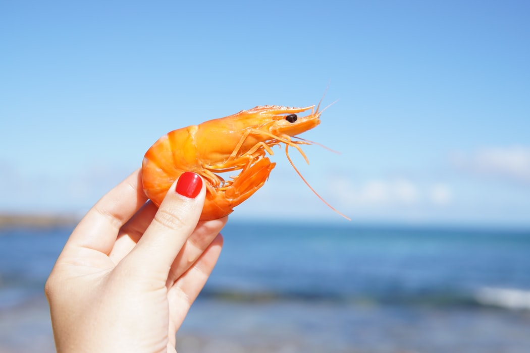 What Are Ghost Shrimp? | 2022 Guide