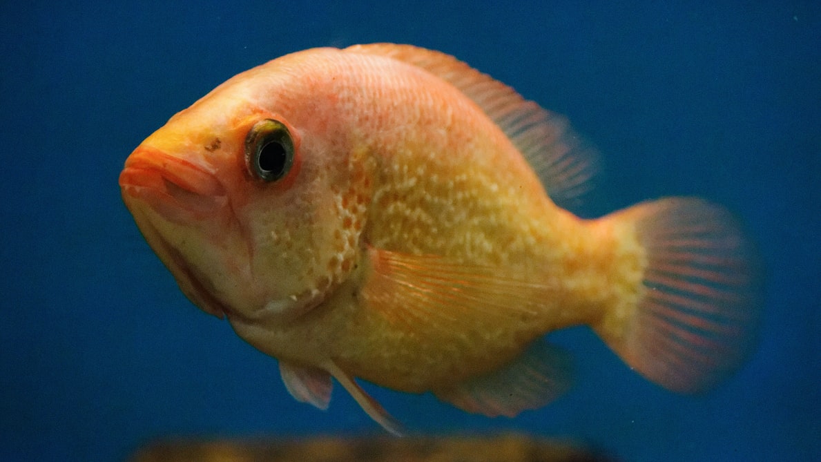 What Do Cichlids Eat? | 2022 Guide