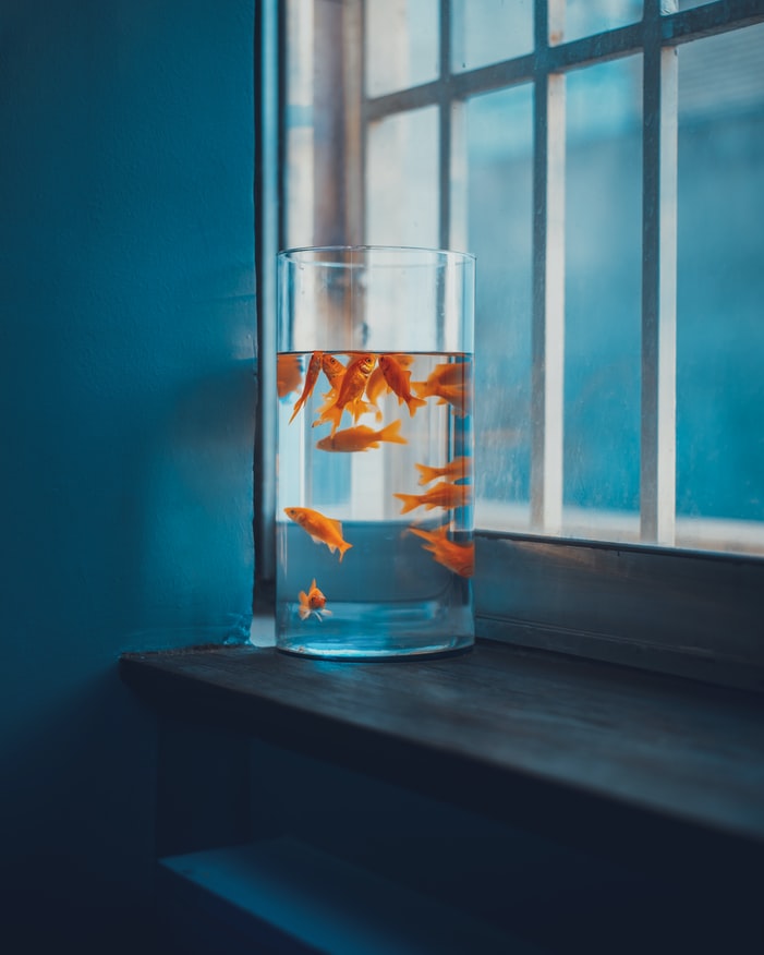How Fast Do Goldfish Grow? | 2022 Guide