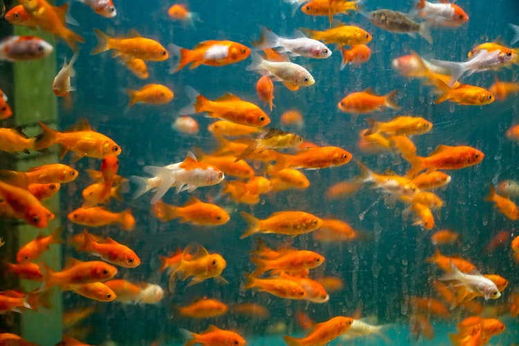 Goldfish Tank Mates | 2022 Guide