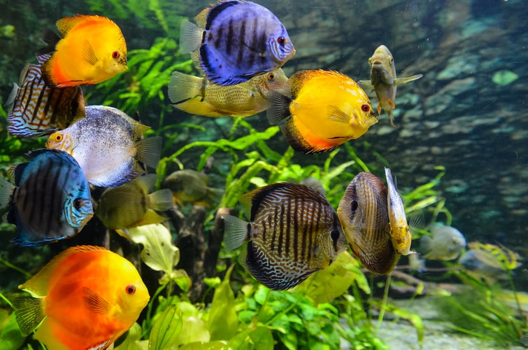 A List of Tropical Fish | 2022 Guide