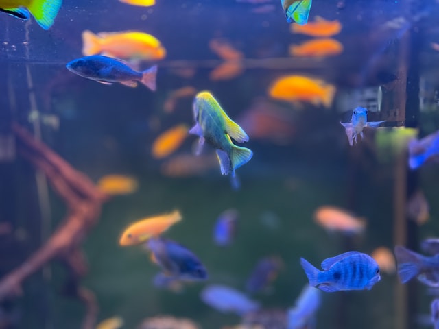 How many fish in a 30 gallon tank