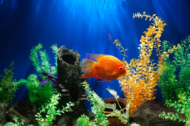 How to set up a fish tank