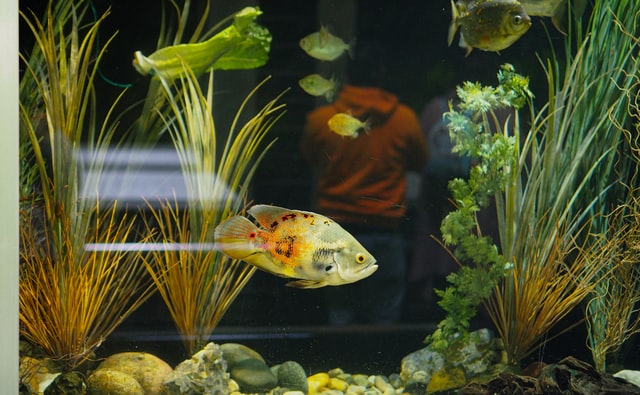 How to change fish tank water