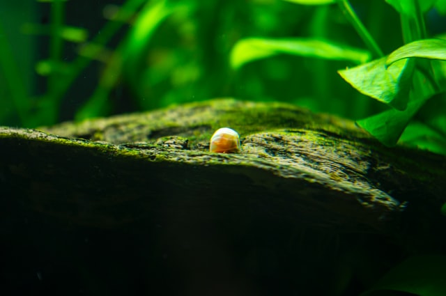 How to get rid of snails in fish tank