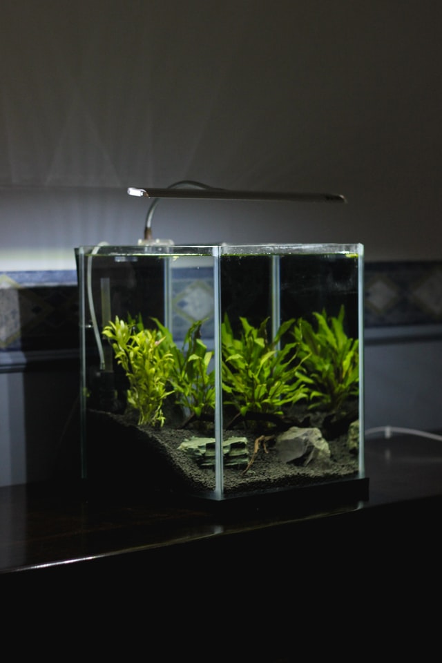 How to set up fish tank