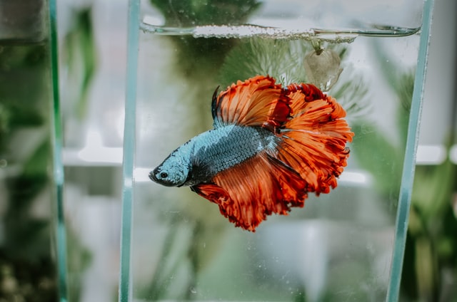 How to keep fish tank clean without changing water