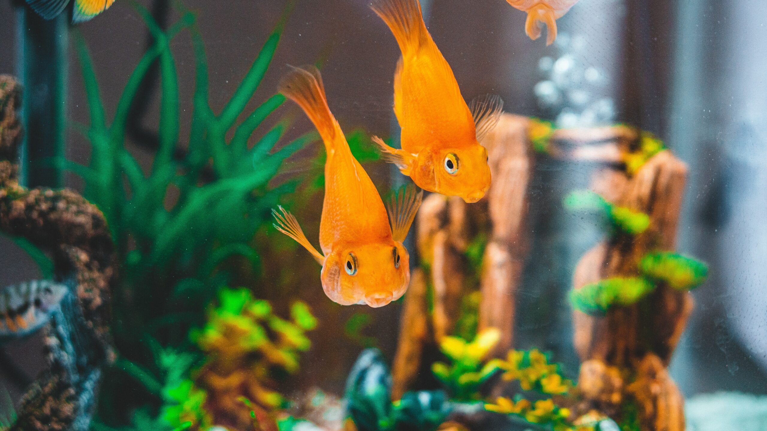 How often to change fish tank water