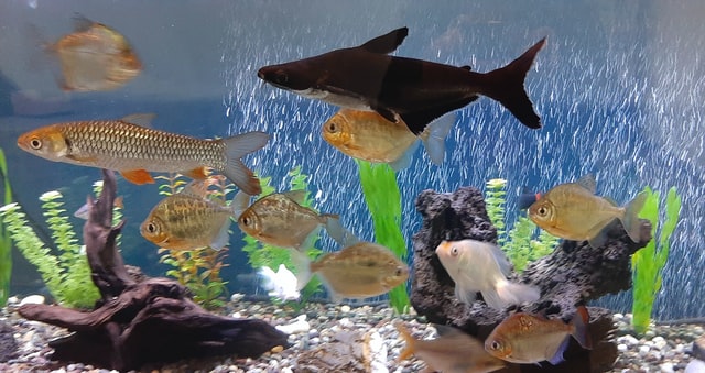 How to start a fish tank