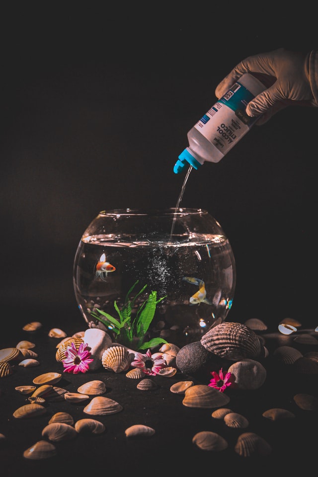 How to clean a fish tank without killing the fish