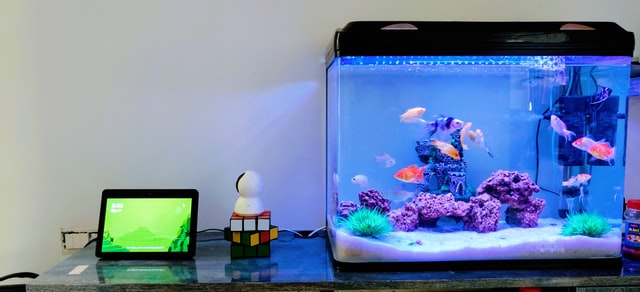 How to keep fish tank clean